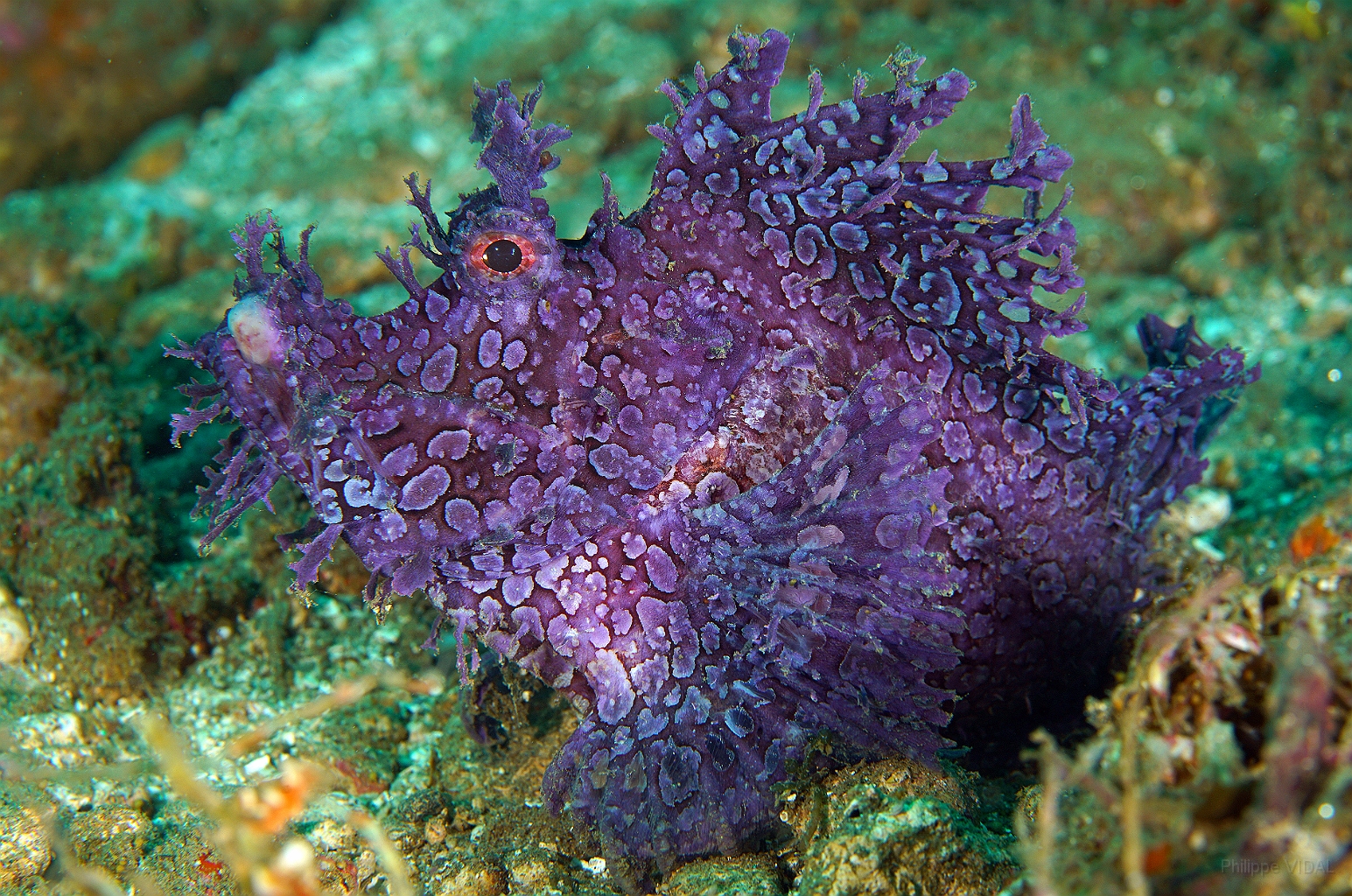 Banda Sea 2018 - DSC05461_rc - Weedy scorpionfish - poisson scorpion feuillu - Rhinopias frondosa.jpg